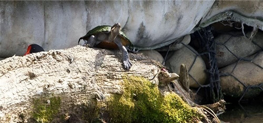 Turtles on the Tarmac - Western Sydney Airport flights Might Get Delayed Due to Turtle invasions.