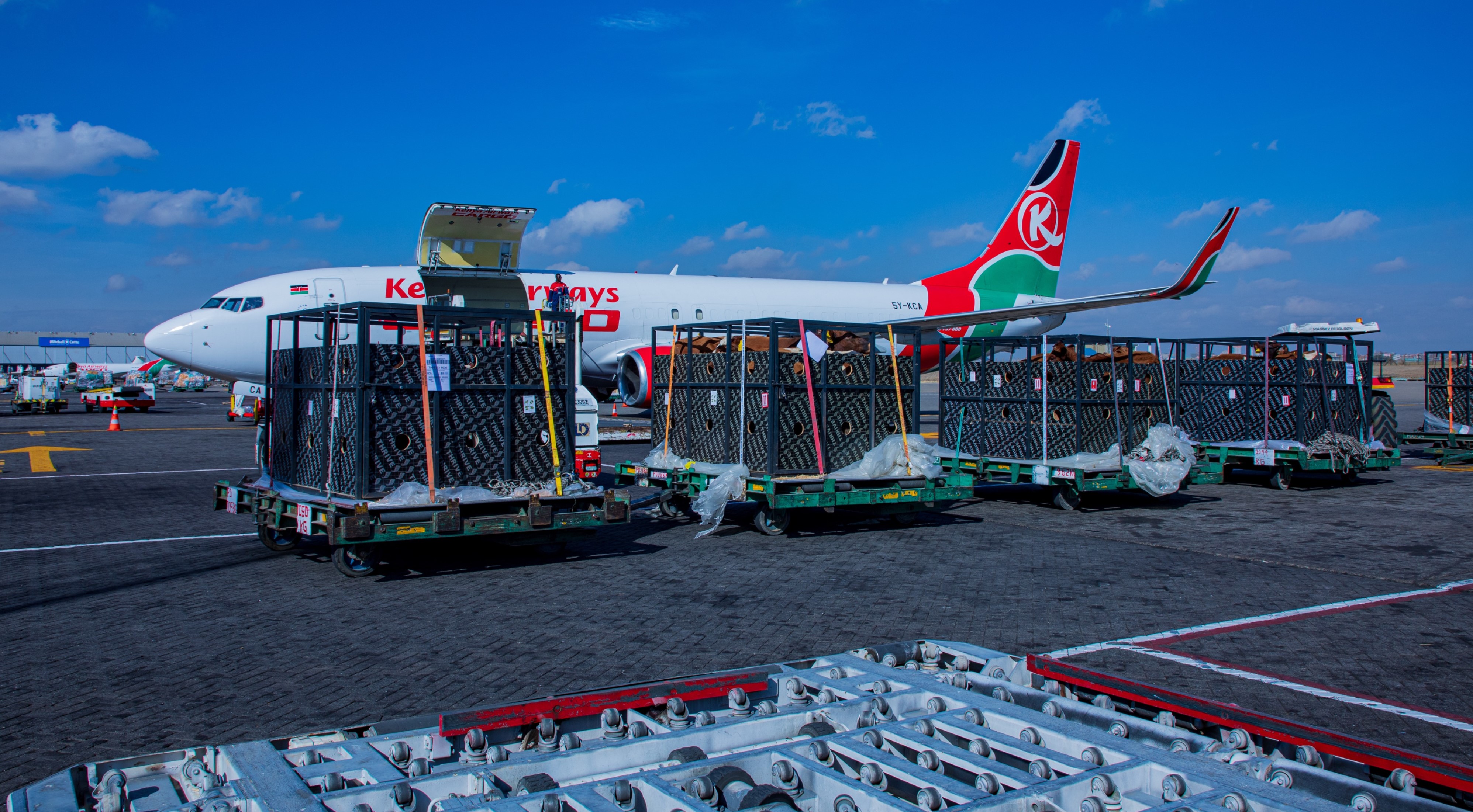 From cows to elephants: The unusual history of animals taking to the skies, latest being Kenya Airways' cattle charter